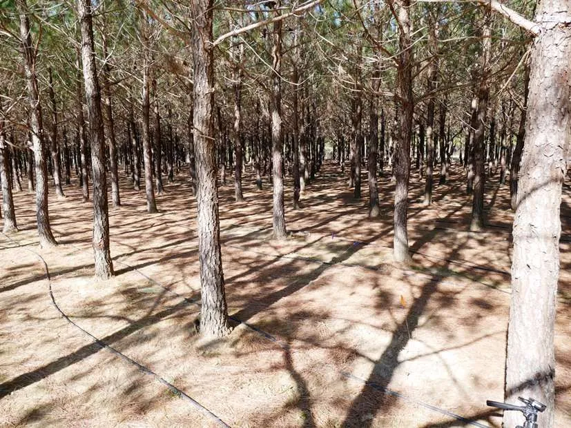 Loblolly pines at Burwell Farms - nctriangledining.com