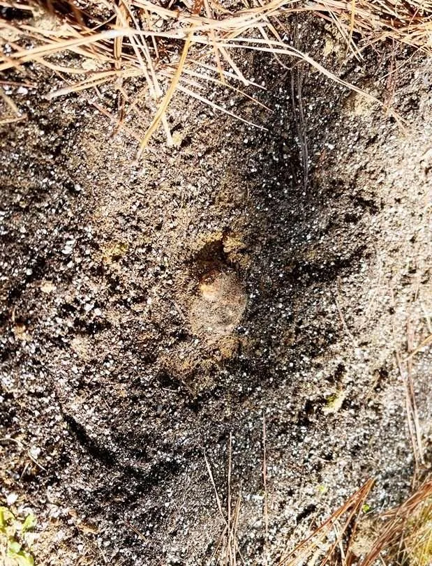 Bianchetto truffle in the ground at Burwell Farms, Warrenton - nctriangledining.com